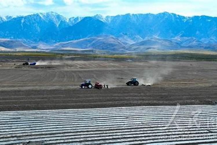 桂花树树叶的资料