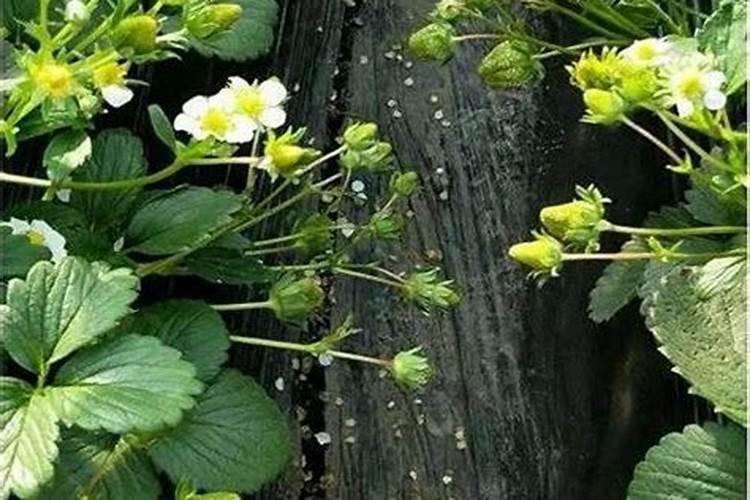 草莓花期可以施肥吗
