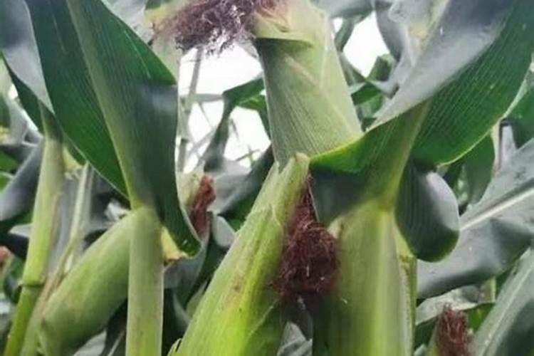 菠菜施肥用什么肥料