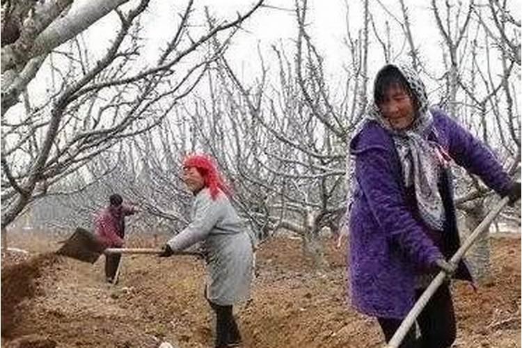 四年的苹果树八月份下旬怎么施肥,花芽才会多？