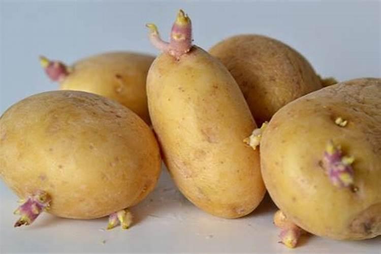种土豆用什么肥料好