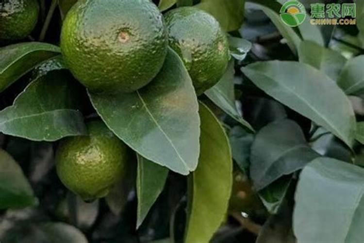 玉米什么时候打叶面肥好 使用方法有哪些