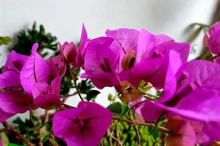 三角梅开花时能施肥吗 三角梅开花时能否施肥