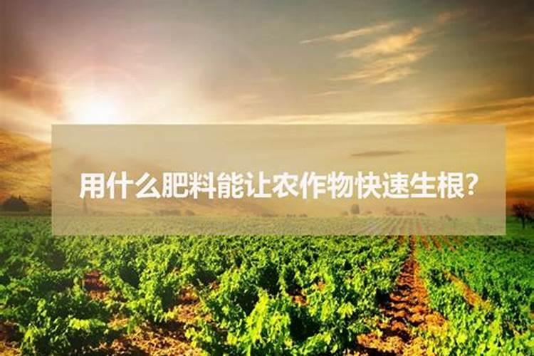 多肉施肥用什么肥料 多肉施肥方法