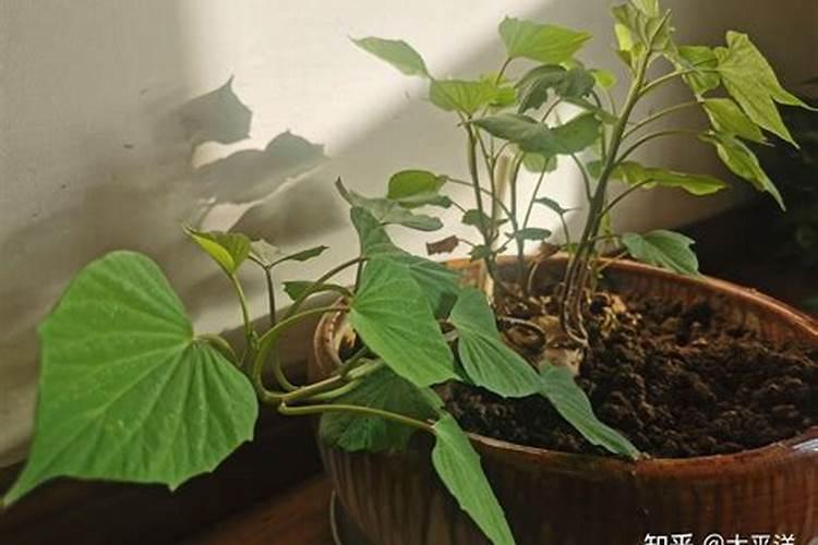 红薯什么时候施肥 合理追肥很重要