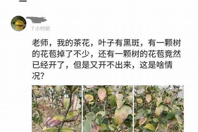 茶花的施肥方法是什么？
