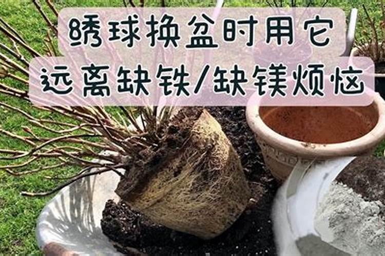 蔷薇花需要什么肥料