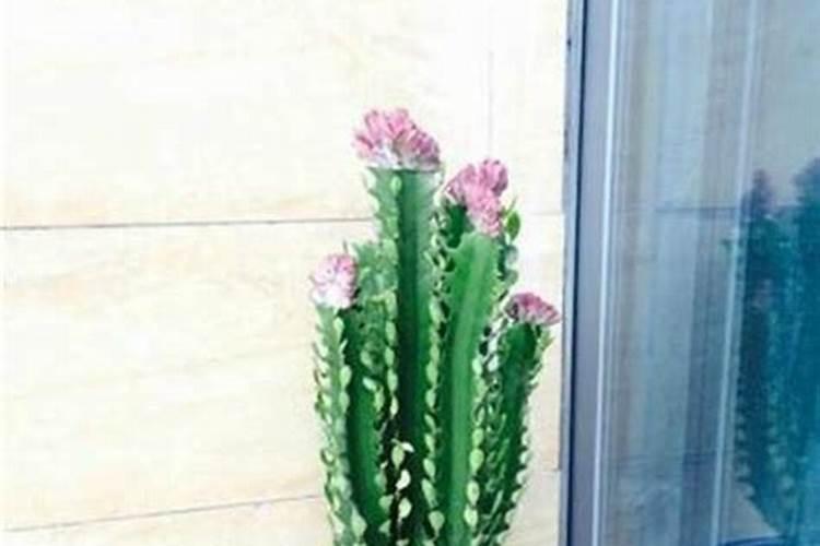 龙骨花怎么施肥