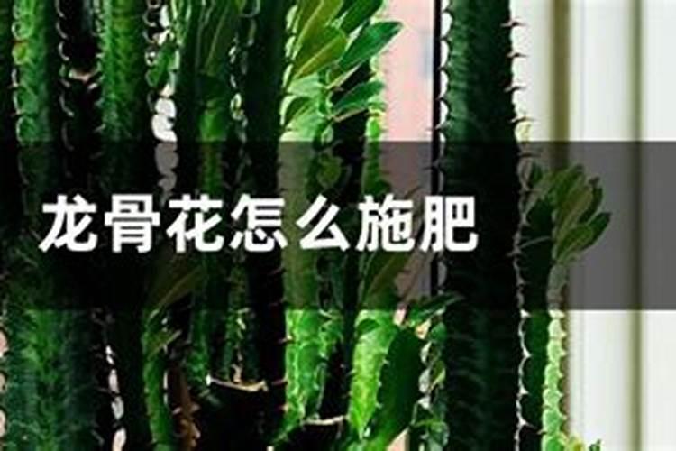 龙骨花怎么施肥