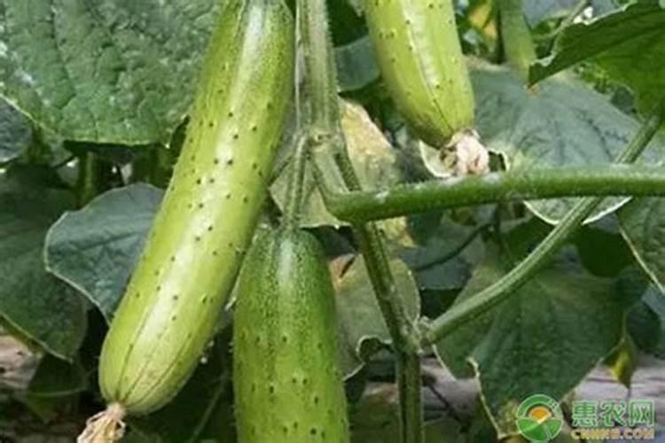 黄瓜什么时候用高钾肥料 怎么施肥提高产量