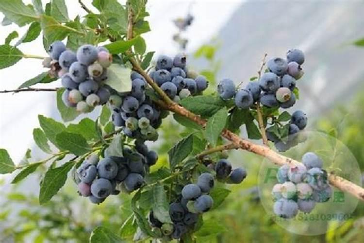 种蓝莓用什么肥料好