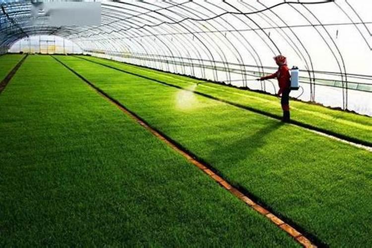 恶霉灵的正确使用方法