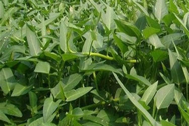 空心菜黄叶用什么肥和药