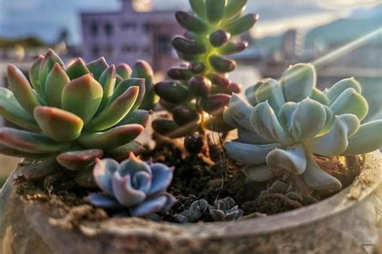 盆栽多肉植物施什么肥 该如何施肥