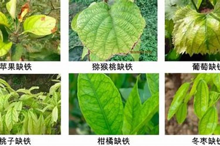 西瓜叶面肥过量怎么办？