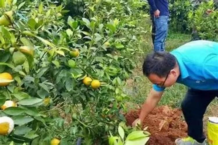 柑橘幼果期施什么肥料