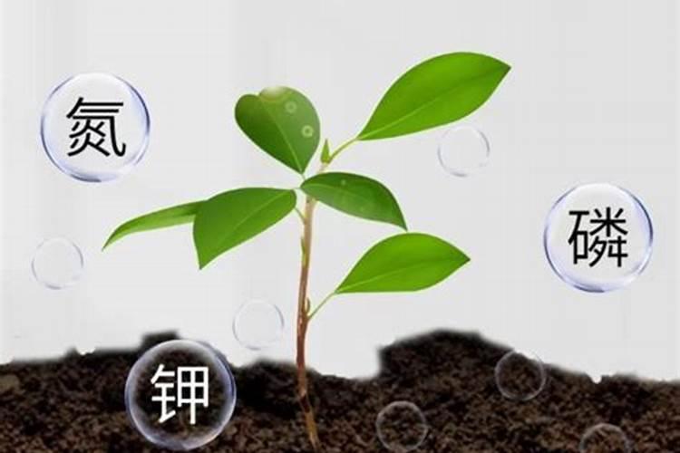 怎么区分氮,磷,钾三种肥料