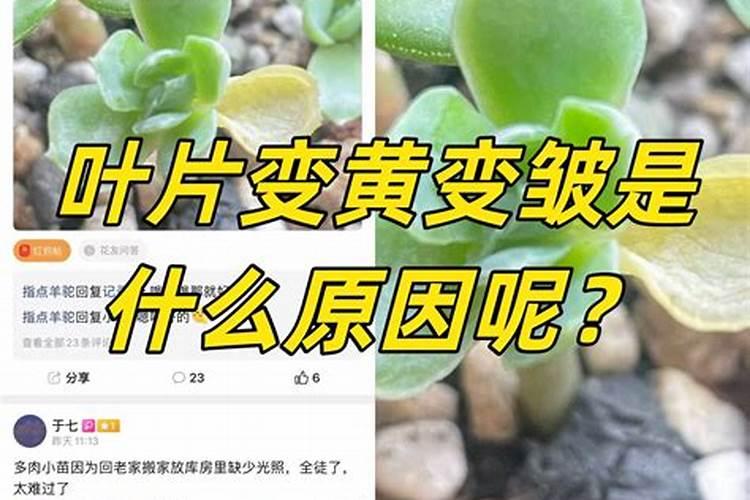 朱顶红叶子发黄怎么回事花卉百科