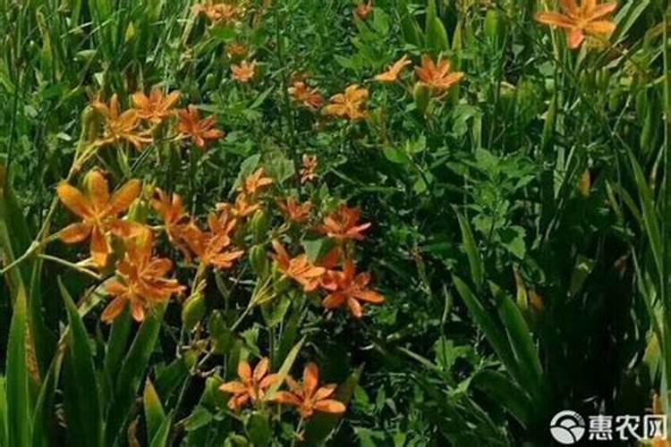 射干怎么施肥(？射干的高效栽培管理技术)