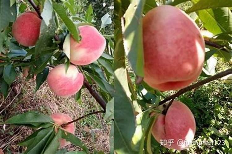 桃子为了增加甜度,施什么肥？