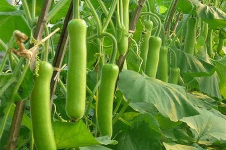 大量元素和微量元素是根据什么分类的