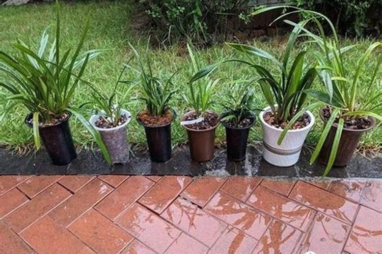 黄豆花肥的最简单制作方法