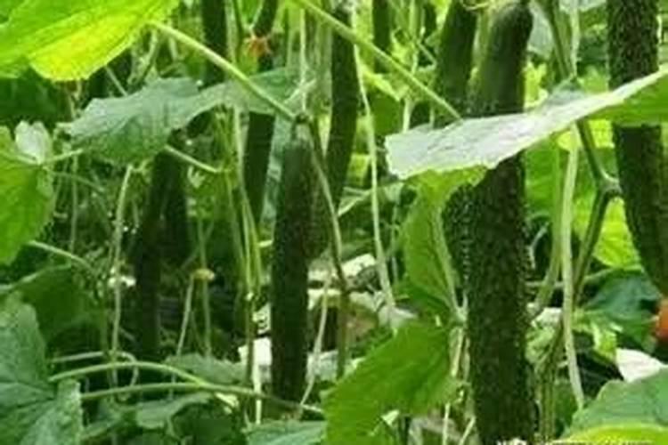 种植黄瓜如何使用磷酸二氢钾？