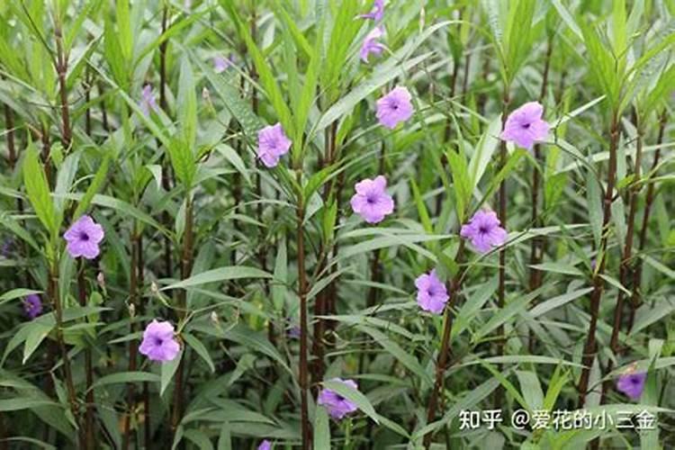 营养液的正确使用方法浇花