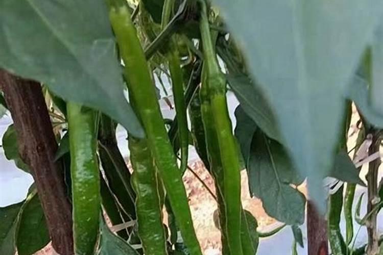 盆栽辣椒花蕾变黄脱落了怎么办 辣椒疯长不结果怎么办