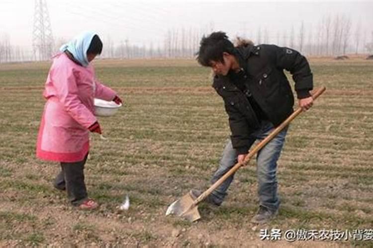 什么氮肥最好(什么氮肥最好用)