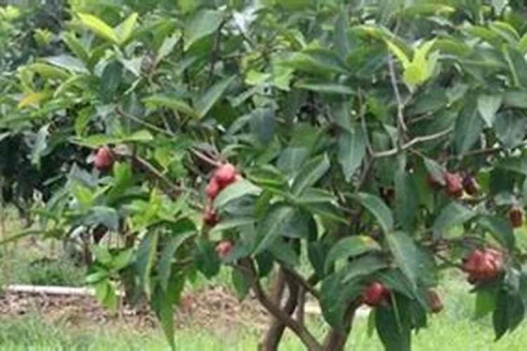一年苹果树施什么肥比较好？