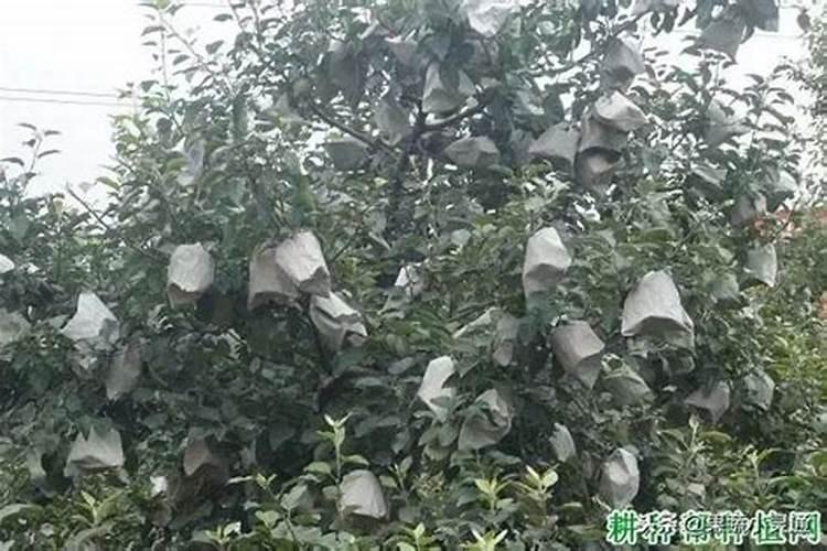 苹果套袋前三遍药怎么打