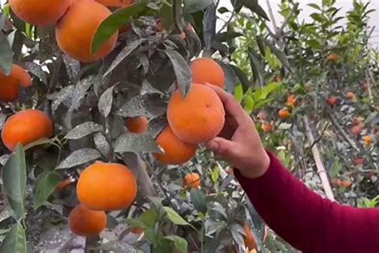 促进枝条老熟用什么药