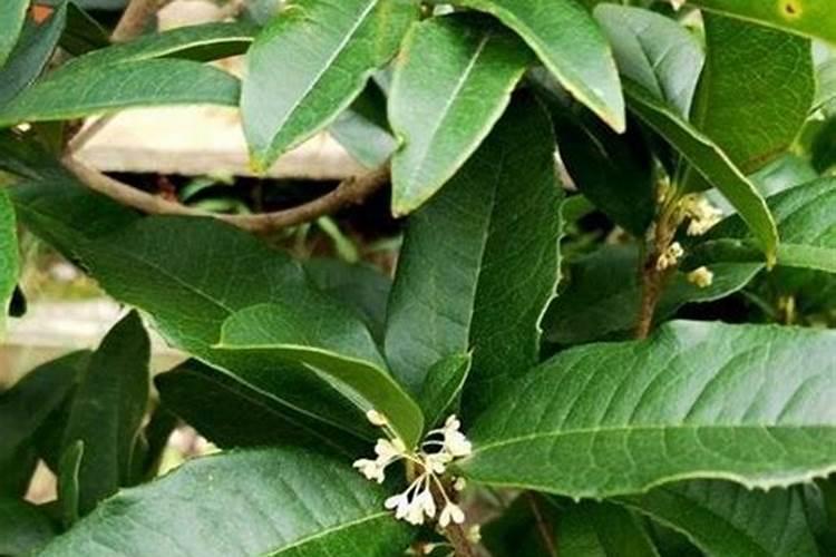 移栽桂花树多久能施肥 移栽桂花后多久可以施肥