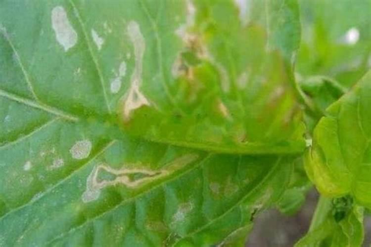 盆栽花卉肥害了,怎么救？
