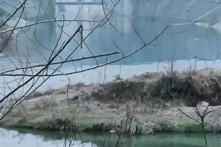 鱼塘水变黑是什么原因呢？
