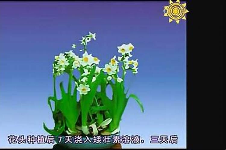 水仙花烂根怎么办