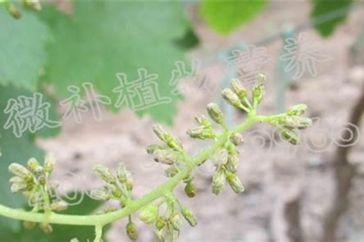 葡萄第一次打硼,钙,锌叶面肥什么时候