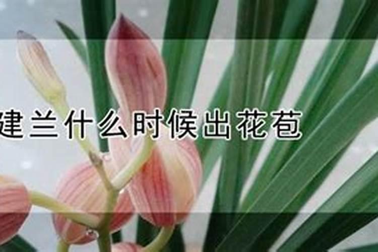 建兰怎么养护花苞出土之后长得快