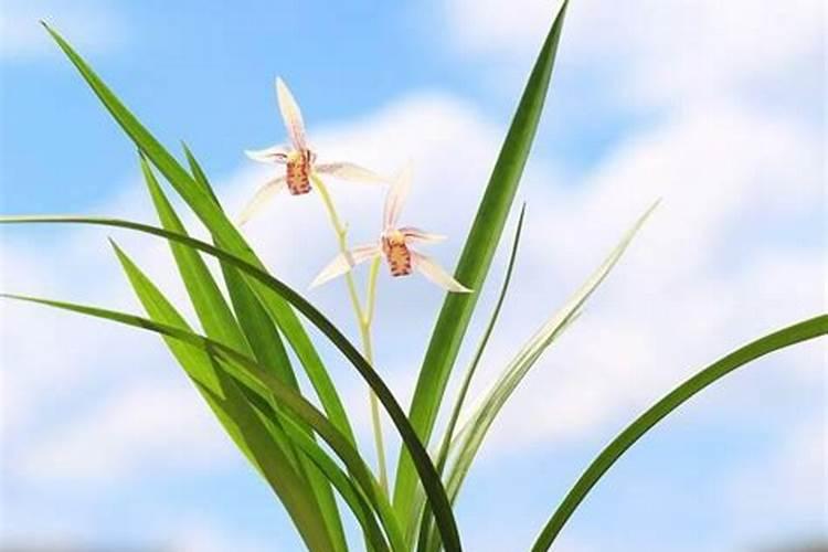 建兰花期怎么养护管理