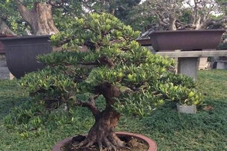 罗汉松移植后多久施肥 罗汉松移栽后何时施肥最合适？