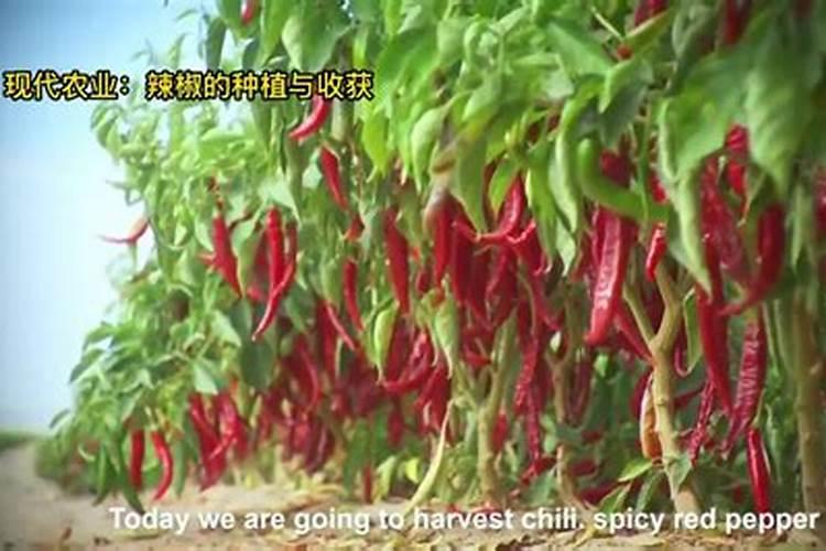 辣椒开花时施什么肥最好
