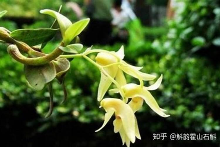 石斛浇什么肥料合适