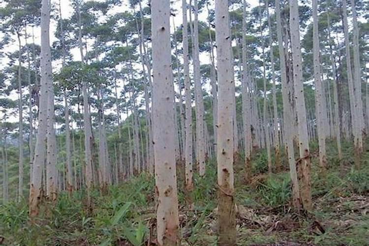 速生桉树施哪种肥最好