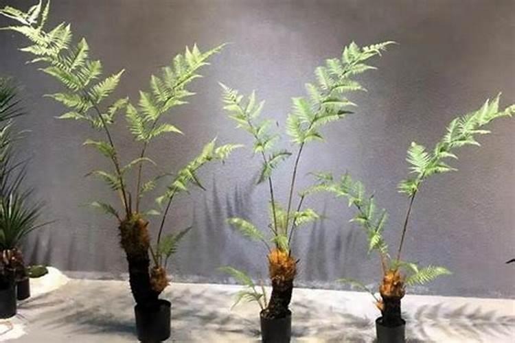 养金丝猴蕨类植物的注意事项是什么？