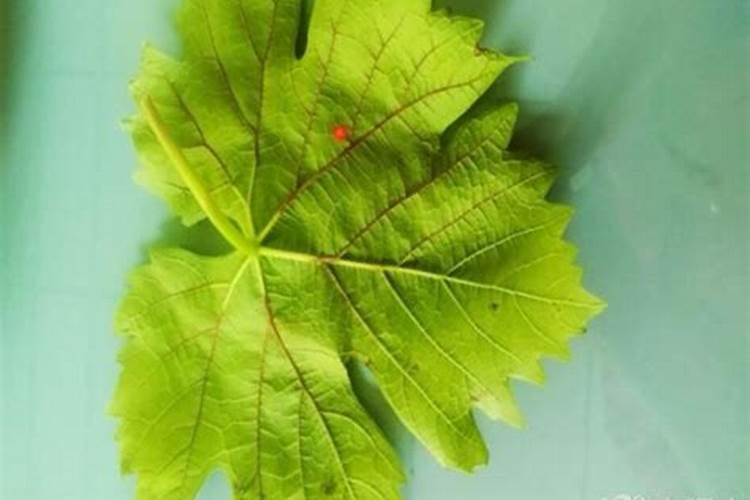 葡萄浇水时施氮肥过多过近出现下部叶子干枯怎样补救