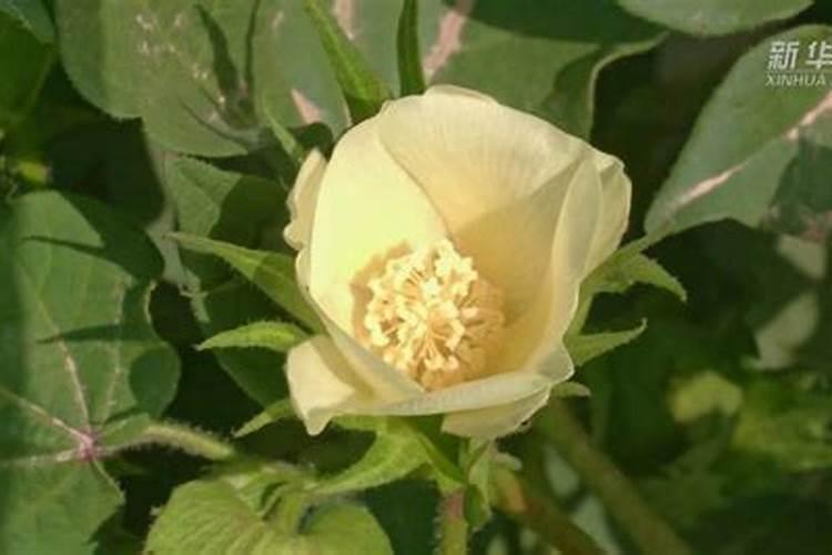 棉花生长到了花铃时期,需要增加肥料吗？