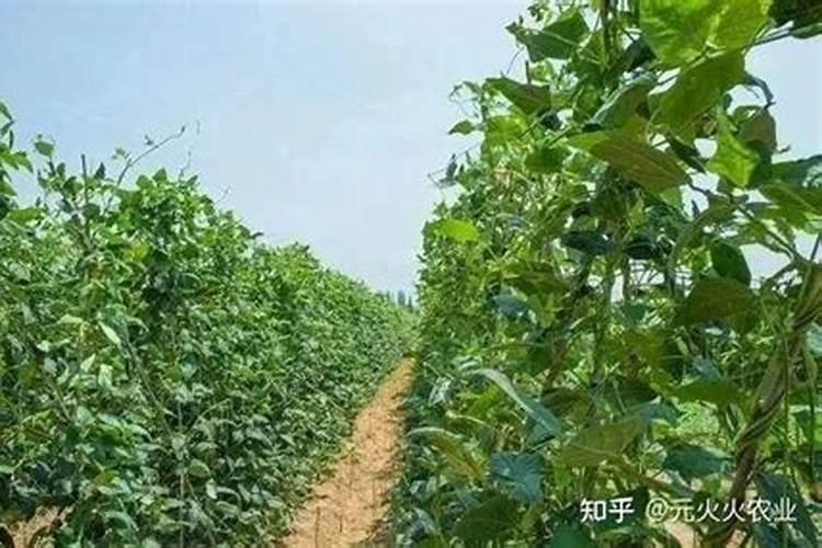 豆角施肥时间及方法 豆角施肥正确方法