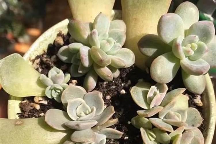 马齿苋多肉植物生长习性施肥的知识点有哪些