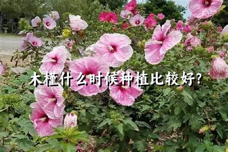 虎皮兰开花吗